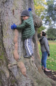 given a tree, the boy will climb.